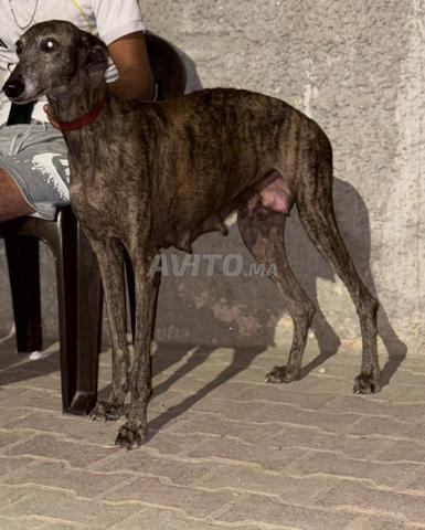 Chien sloughi