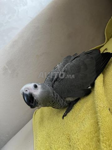 Gris du Gabon - 2