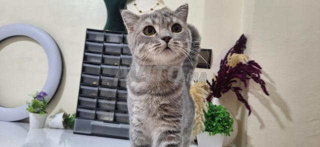 ذكر سكوتش ستريت - 2