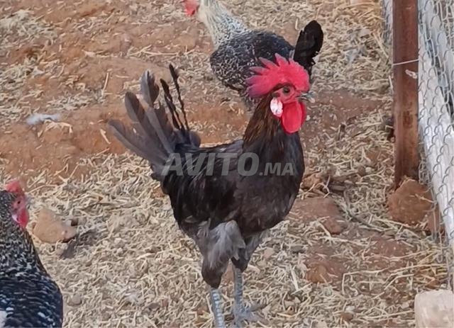 Poulets locaux en gros - 2
