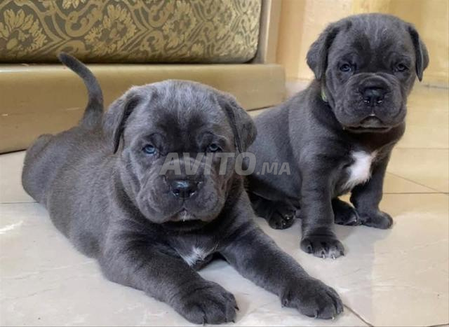 Super chiots Cane Corso pure race - 2