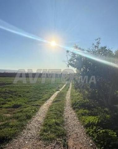 Terrain à Berkane Aklim 1000 m² demandé 20 millions