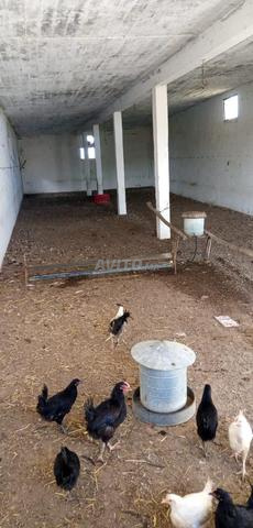 Ferme à vendre - 2