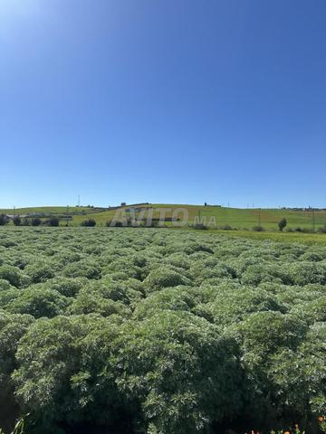 Terrain agricole bien équipé à vendre - 2