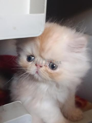 Chaton mâle persan de pure race adorable disponible. - 2