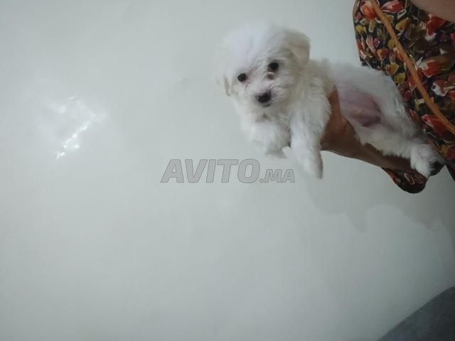 Bichon maltais pure race - 2