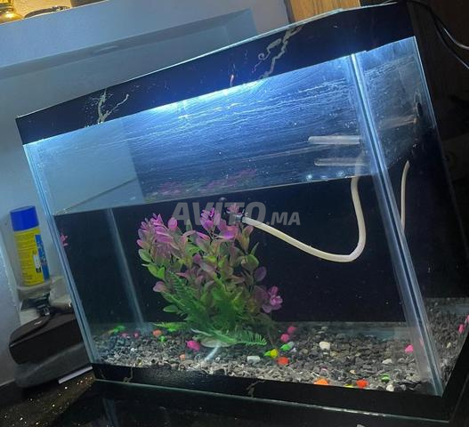 Aquarium complet - 2