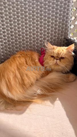 Chat Persan 🐱 - 2