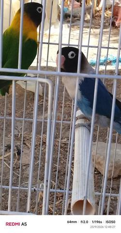 Oiseaux Fischer à vendre - 2