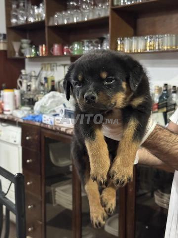 Magnifique Chiot Rottweiler pedigree