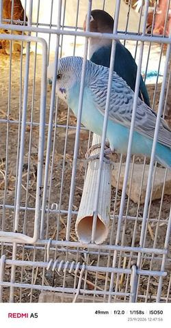 Oiseaux 900