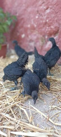 Poules Ayam Cemani - 2