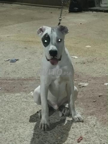 Dogue Argentin - 2