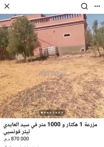 Ferme titrée à Sidi Aïdi - 2