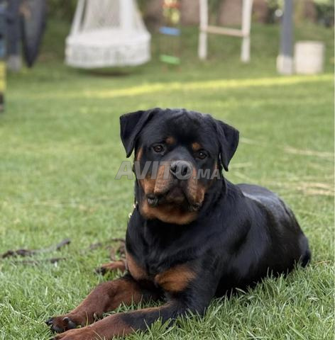 Mâle et femelle Rottweiler bonne santé - 2