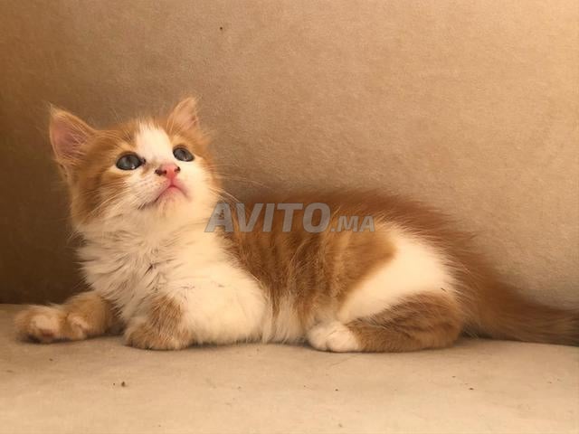 2 chatons à vendre - El Jadida⁠ - 2
