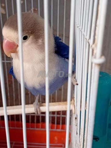 جديد لا ينفصل - 2
