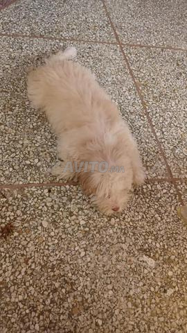 Chien à vendre - 2