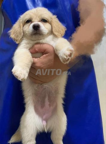 Bichon Havanais femelle