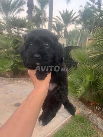 CHIOT BICHO - 2