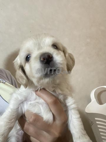 Caniche pur - 2