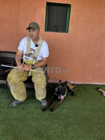RYAD CANIN 🐶PENSION🐶ÉDUCATION🐶ACTIVITÉS - 2