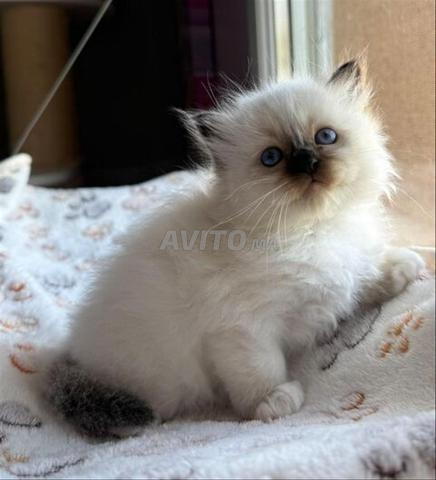 Chaton Ragdoll