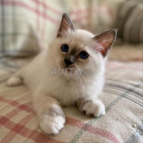 Chaton Ragdoll - 2