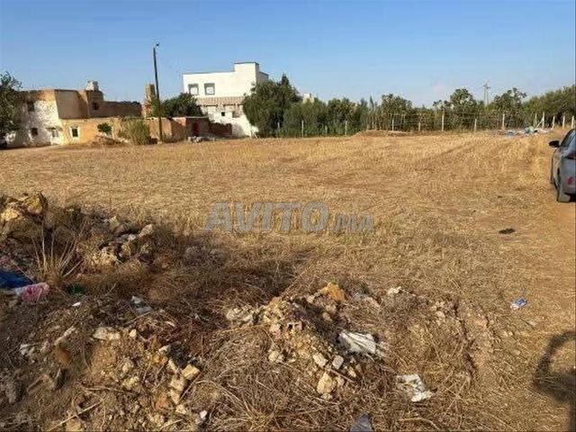 Terrain enregistré à vendre Tétouan avec oliviers - 2