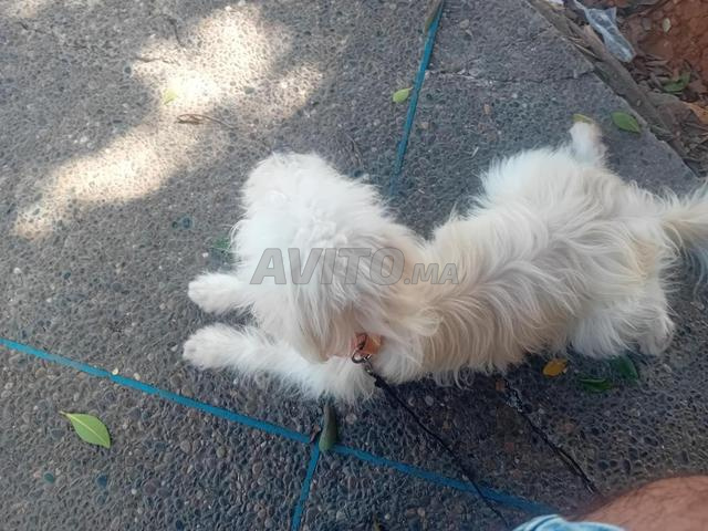 Caniche 7 mois M'dridi - 2