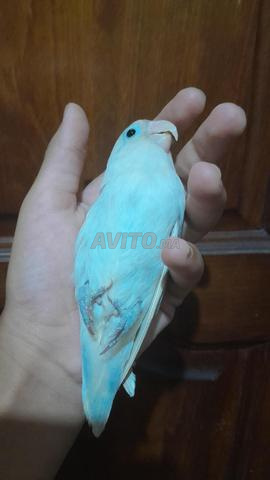 Oiseau de compagnie disponible à Casablanca dans la rue Shajar - 2