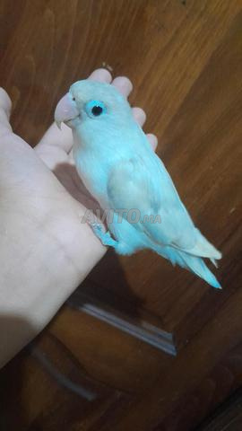 Oiseau de compagnie disponible à Casablanca dans la rue Shajar
