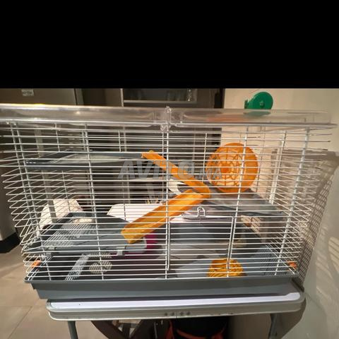 cage hamster - 2
