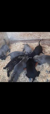 Super chiot Cane Corso pure race - 2