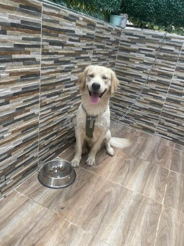 Golden retriever - 2