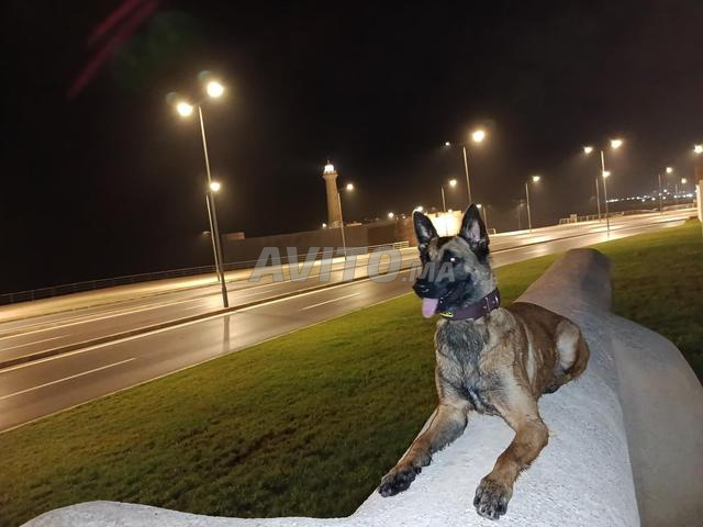 Berger Belge Malinois Femelle 1 an 4 mois - 2
