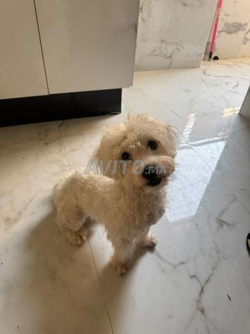 Caniche mâle blanc - 2