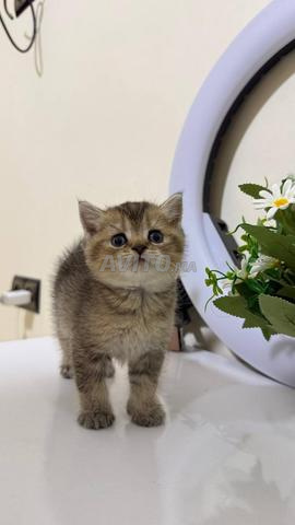 British shorthair et Scottish Fold - 2