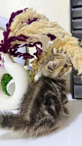 British shorthair et Scottish fold - 2