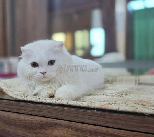 Highland fold et Scottish Fold - 2