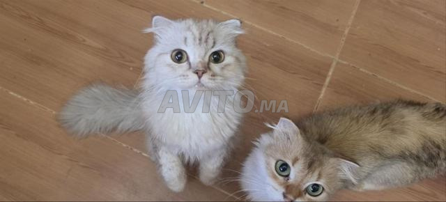 Highland fold et Scottish fold - 2