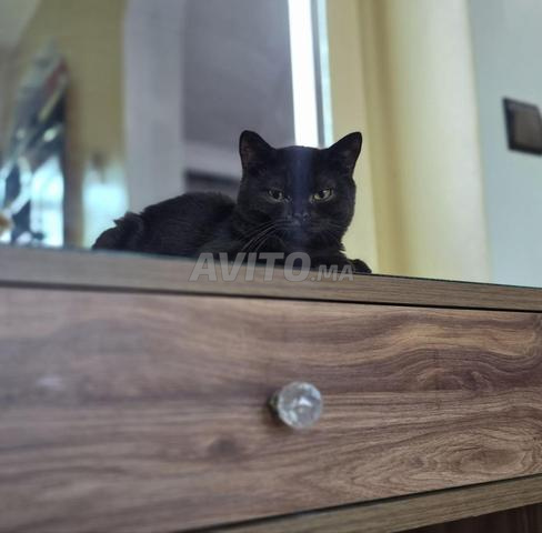 British Shorthair - 2