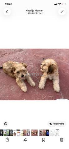 Deux chiens Caniches à vendre - 2
