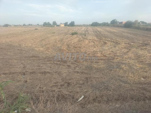 Terrain agricol titrer pour une villa - 2