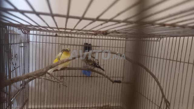 Canari Gloster et Malinois avec cage 550dh - 2