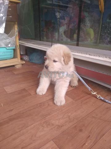 Chien Chow Chow - 2