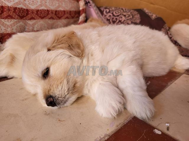 Chiot bichon havanais - 2