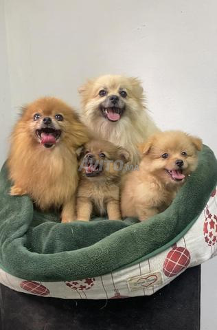 Chiots Spitz Pomeranian - 2