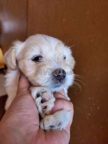 Chiots Bichon Havanais - 2