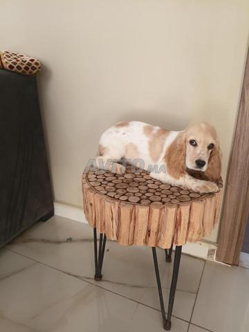 Belle Femelle Coker Spaniel Anglais - 2